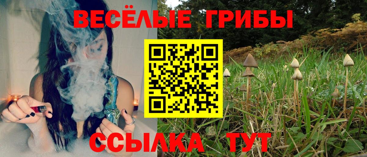 Горячий Ключ  купить   Вход с VPN  Псилоцибиновые грибы GOLDEN TEACHER  Галлюциногенные грибы Cubensis 